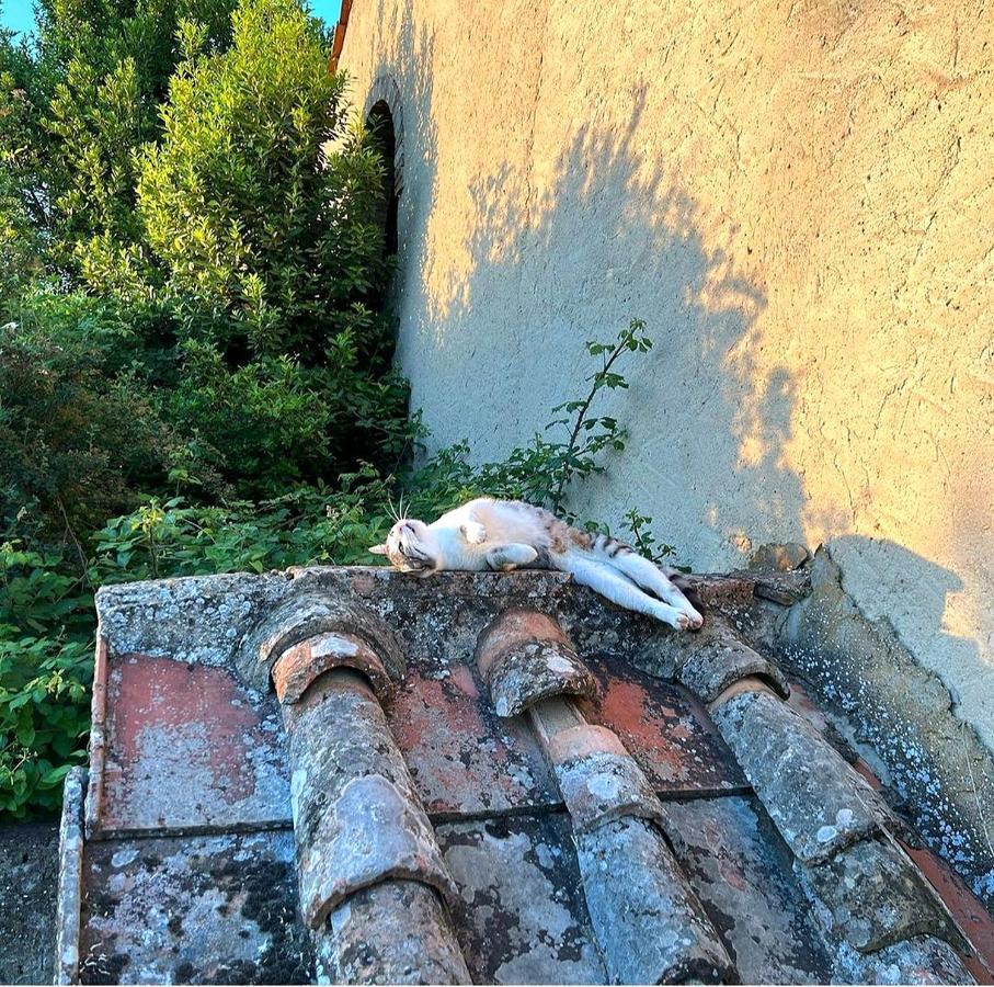 La Volpaia 1521 Villa Barberino di Val dʼElsa Exteriör bild